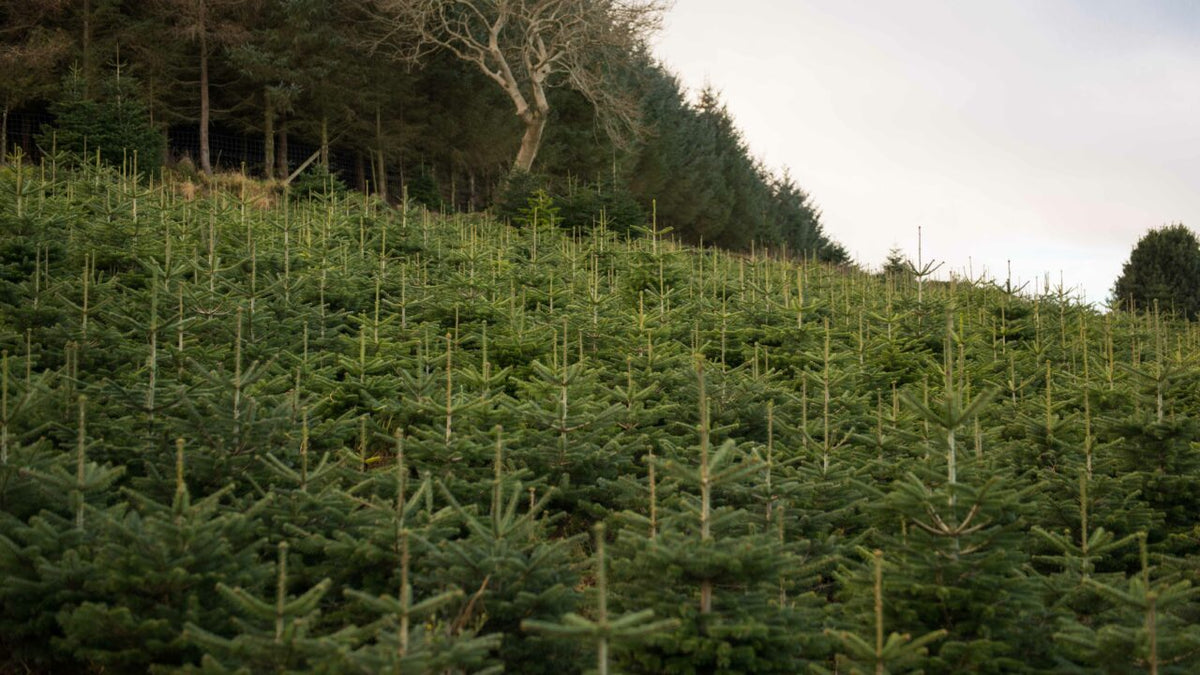 Christmas Tree - Nordman Fir