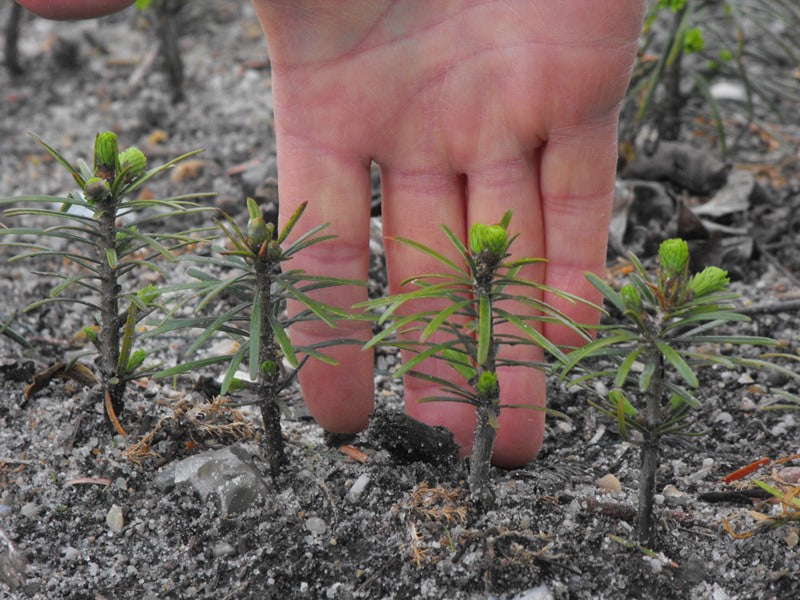We plant each tree