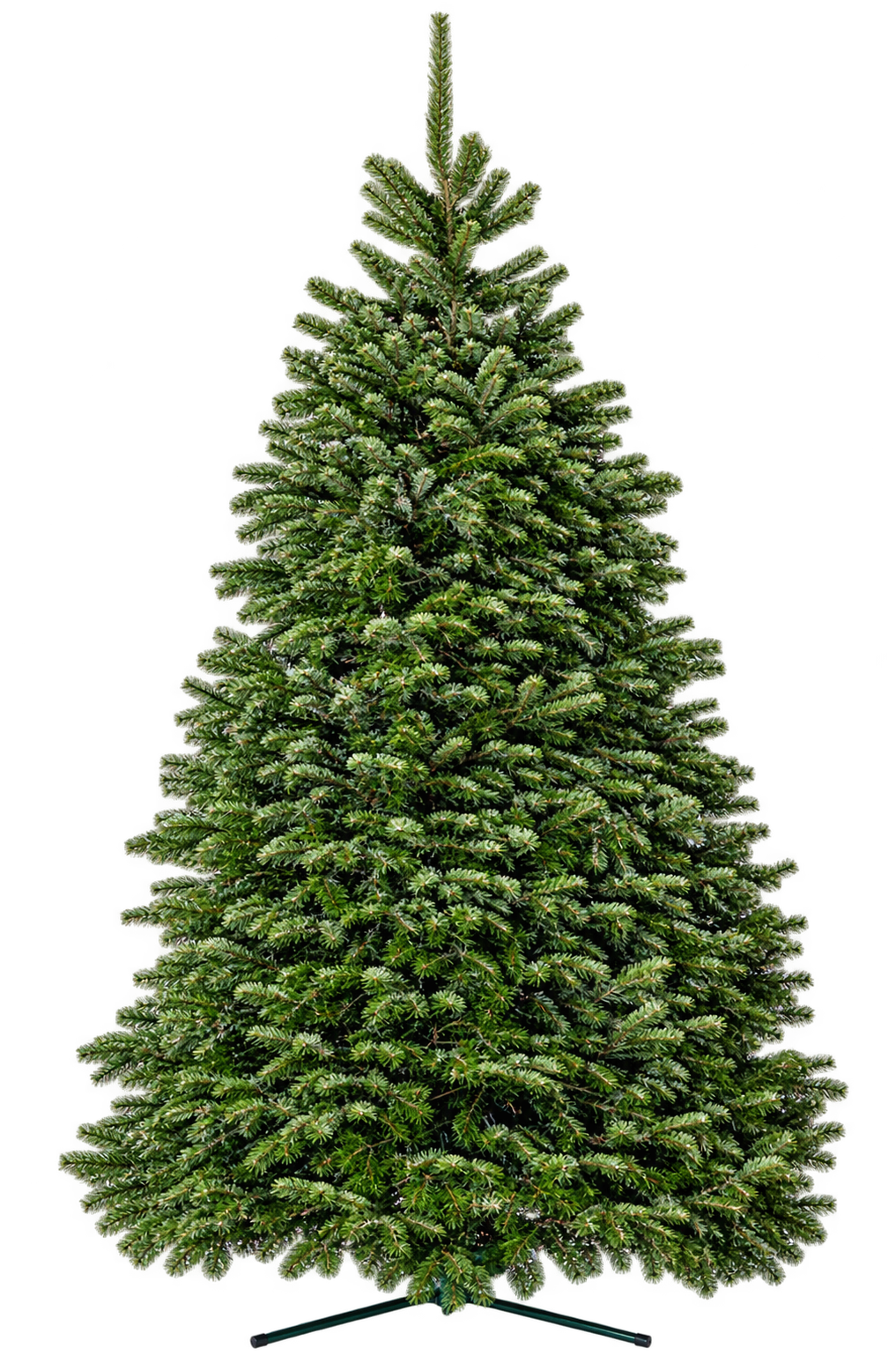 Christmas Tree - Nordman Fir