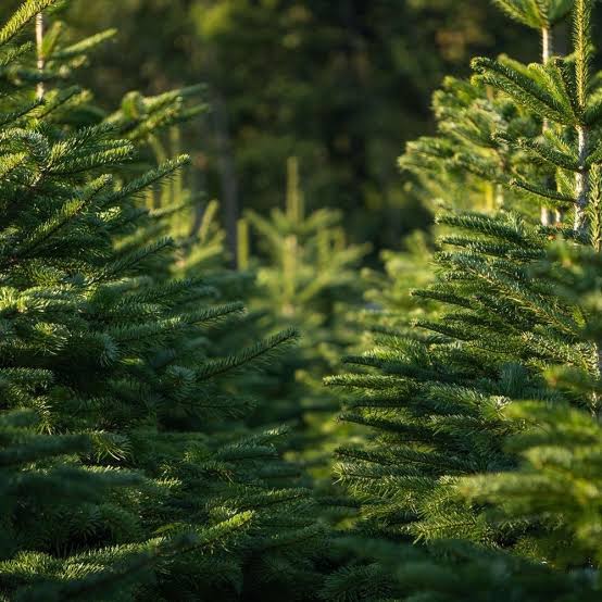 Christmas Tree - Nordman Fir